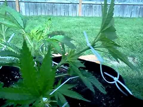 LST Technique on OMMP Cannabis
