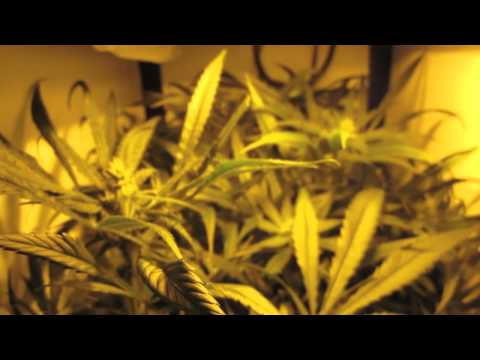Stealth Grow Box SuperCloset SuperLocker Hydroponic Grow Box Medicinal Marijuana Weed Grow Cabinet