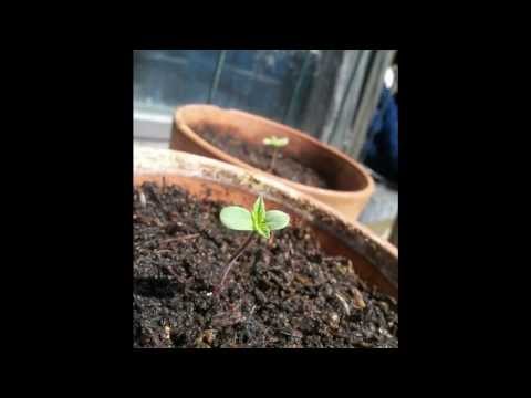 Growing Cannabis: Seedlings to 10 weeks old