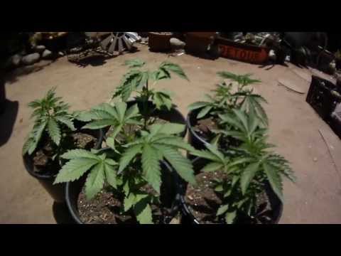 Outdoor Cannabis Grow: Week 4/Day 28 
