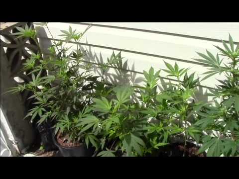 outdoor medical cannabis  grow 2013
