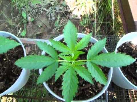 outdoor cannabis grow  update.. week 2