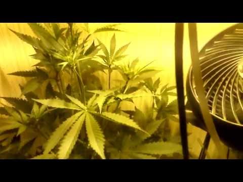 Auto Pounder Experts Needed! Is This Natural Growth or Incomplete Feminization? Day 41