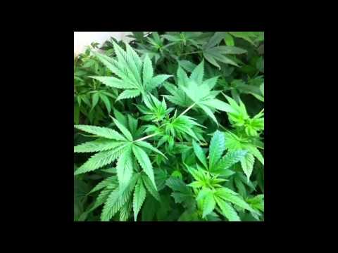 Cannabis Instagram and Vine Clip Compilation June 2013