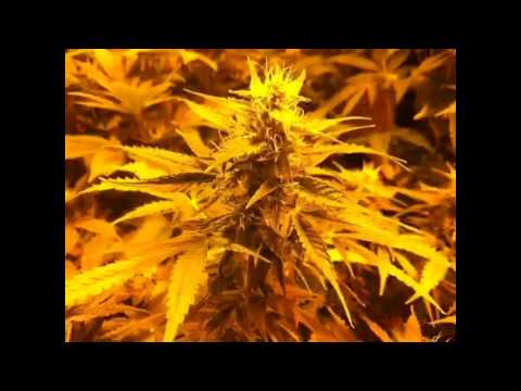 Medical Marijuana Grow Room. Raw Juiced Medicinal Cannabis Diary.