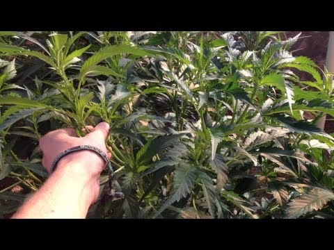 HOME GROWN: Medical Marijuana