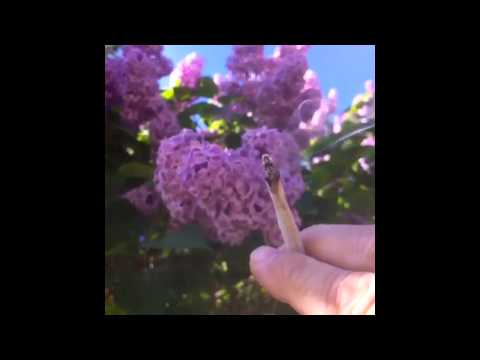 Cannabis and lilac