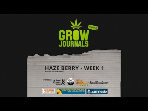 Haze Berry - RQS - Week 1 after germination (plus, new reflector and carbon filter setup)
