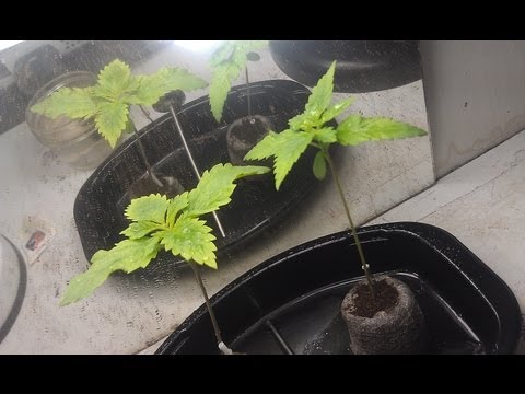 Week 2:  Two Cannabis seedlings, two Pink Lotus sprouts