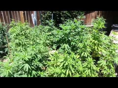 Outdoor medical marijuana 2013 grow Update 6.25.13