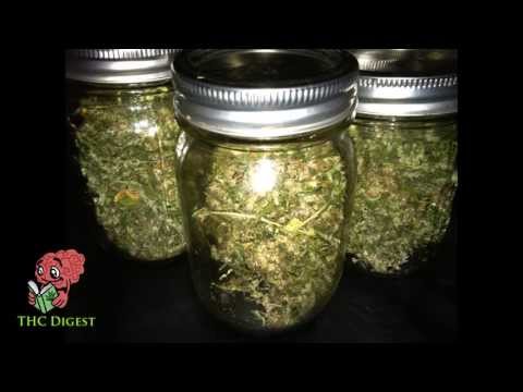 How to Grow Weed Indoors - Curing and Final Yield