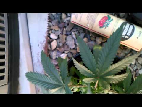 Outdoor Growing Marijuana 4 week Vegetation