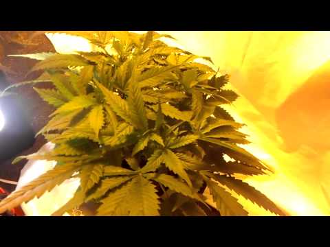 1000 Watt Cannabis grow: Mystery Seed Flowering Day 1 of 12/12