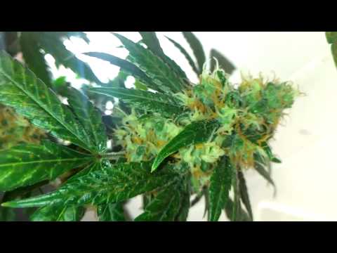1000 watt Cannabis Grow: Northern Lights Flowering Week 5