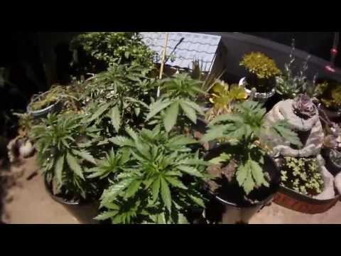 Outdoor Cannabis Grow: Day 32 