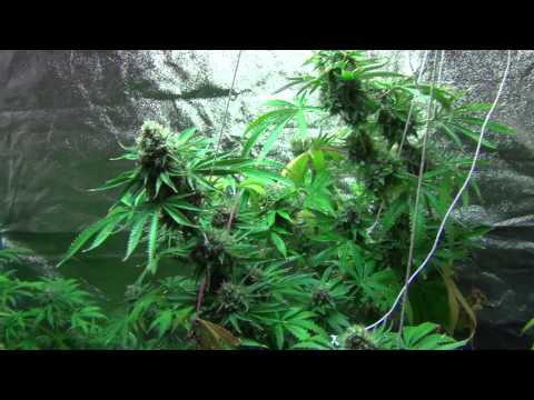 RADIANT LED L4A Series 10 Grow - Girl Scout Cookies | Sour Power | Dawg Poo - Day 55 Flower