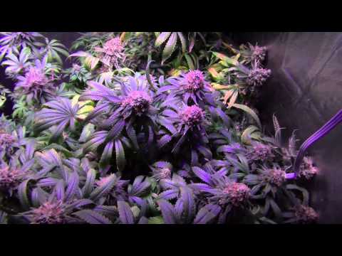 GrowBlu 500W LED Grow - Girl Scout Cookies & Frog Fart - Day 55 Flower