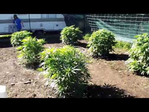 Update on Oregon Outdoor Marijuana Grow Day 40 in the Ground