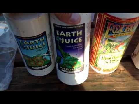 Outdoor organic cannabis nutrients June 13 2013