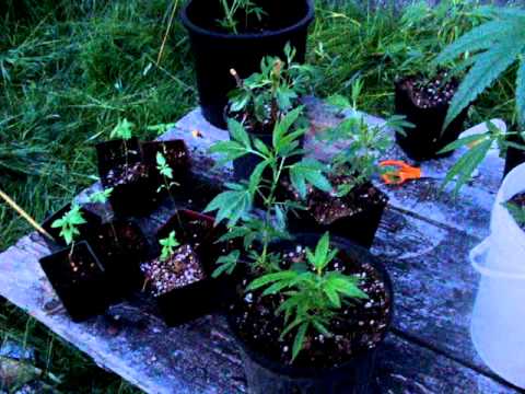 Washington Outdoor Medical Marijuana Grow pt1