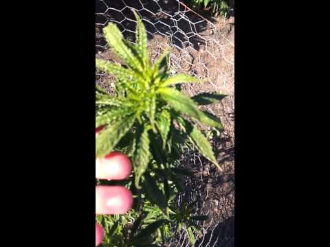 Outdoor Medical Marijuana grow # 