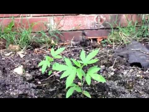 Day 18: Cannabis growth outdoors