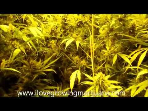 Watering 400 marijuana plants - Amnesia