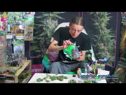 Royal Creamatic Harvest Part 2 - Royal Queen Seeds Autoflowering Cannabis