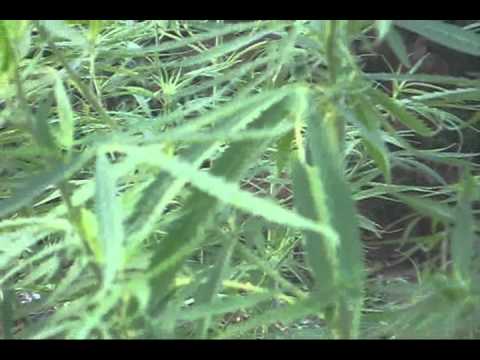 Oaxacan Gold - Cannabis Sativa (18 Weeks From Seed) [7/02/2013 - 7:02am]