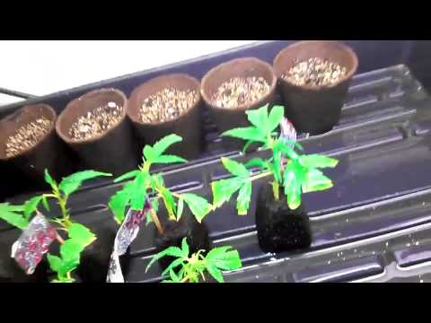 How To Start Cannabis Seeds