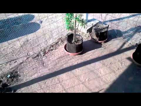 The Old Veg Room/Farm video