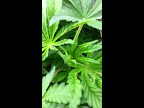 1st marijuana grow