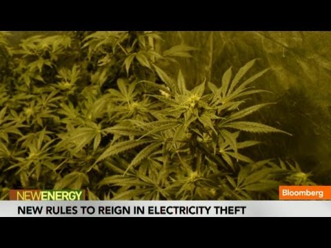 Cannabis Farms Send Stolen Electricity up in Smoke