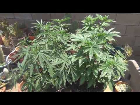 Outdoor Cannabis Grow: Day 40 
