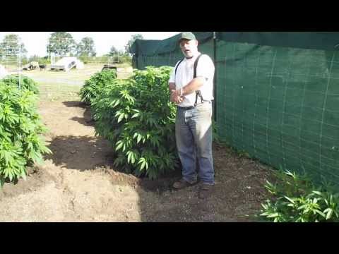 Update On Outdoor OREGON Marijuana Grow...Day 47 in the Ground...