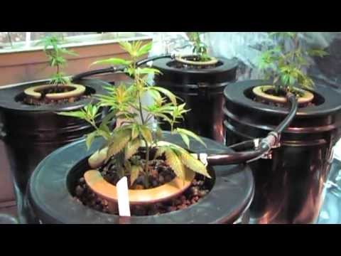 Medical Cannabis Grow with Hydro Halo's 1200 Watts in a Gorilla Grow Tent Hydro Aero Combo