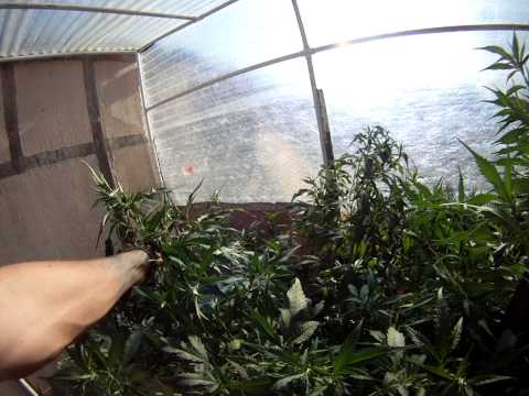 Girl Scout Cookies: How to grow your own smoke