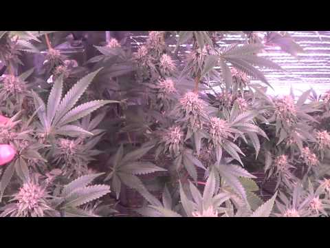 4kw Blue Cheese, Sour Lifesaver, and C99BX1 medical cannabis garden - day 39 flower!