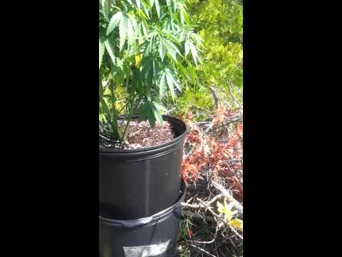 3 month old Marijuana plants (First time grower) Outdoor Forest Grow