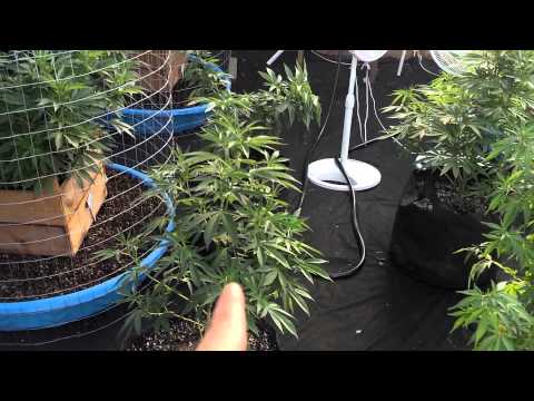 Episode 11 Medical Marijuana Greenhouse Grow 2013