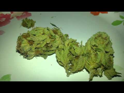 Medical Marijuana SHOWCASE Grand Daddy Gold, Thai Lemon Haze, Chiesel, Cookies kief