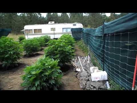 Day 50 Update on the Outdoor OREGON Marijuana grow 7/8/13