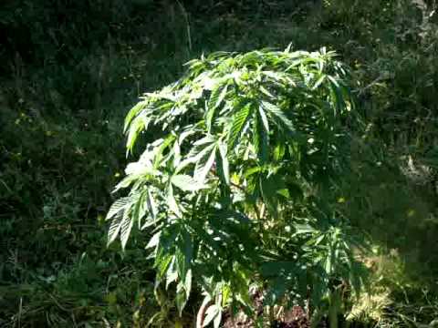 Washington Outdoor Medical Marijuana Grow pt4