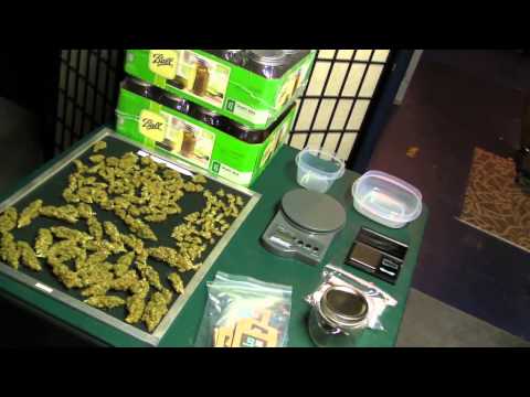 On The Cannabis Chopping Block #1 - Dinafem Seeds ~ Moby Dick