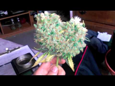 Harvesting Tangerine Dream for Dried Cannabis