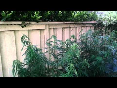 DNA Genetics Hash Plant Haze & More 2013 Outdoor Grow Part 2