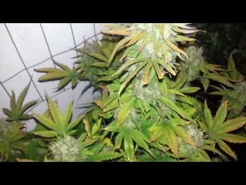 Outdoor plant get's help,LED grow lights