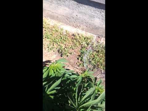 Outdoor Medical Marijuana #3 