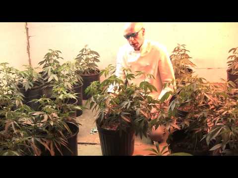 Medicinal Marijuana Growing Tips / Super Cropping