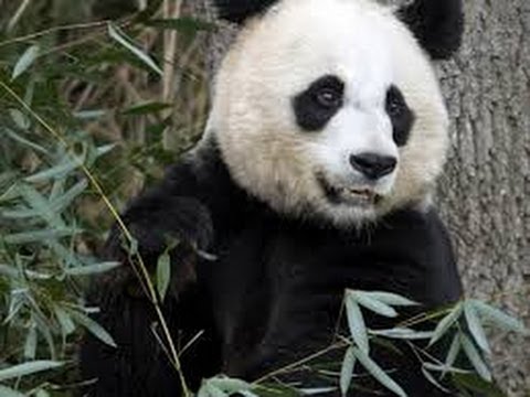 Pandas Don't Like Ice Cream